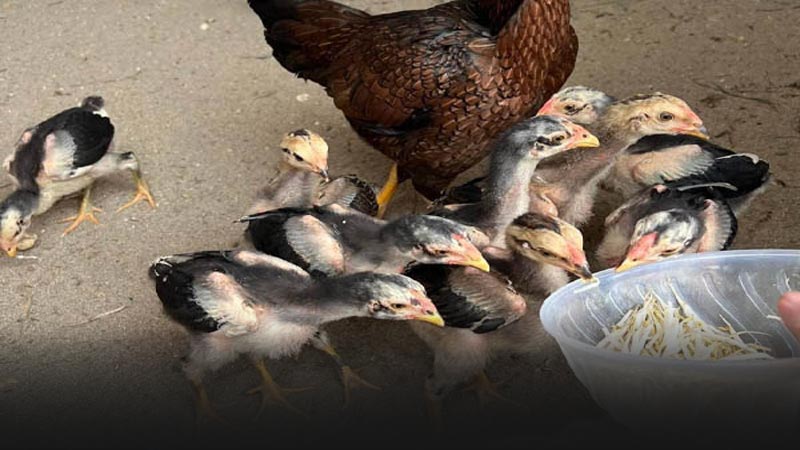 Cách phòng bệnh và chế độ ăn uống cho gà chọi con
