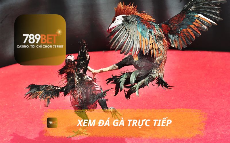 XEM ĐÁ GÀ TRỰC TIẾP 789BET, CƯỢC TRỰC TIẾP NHẬN THƯỞNG LỚN